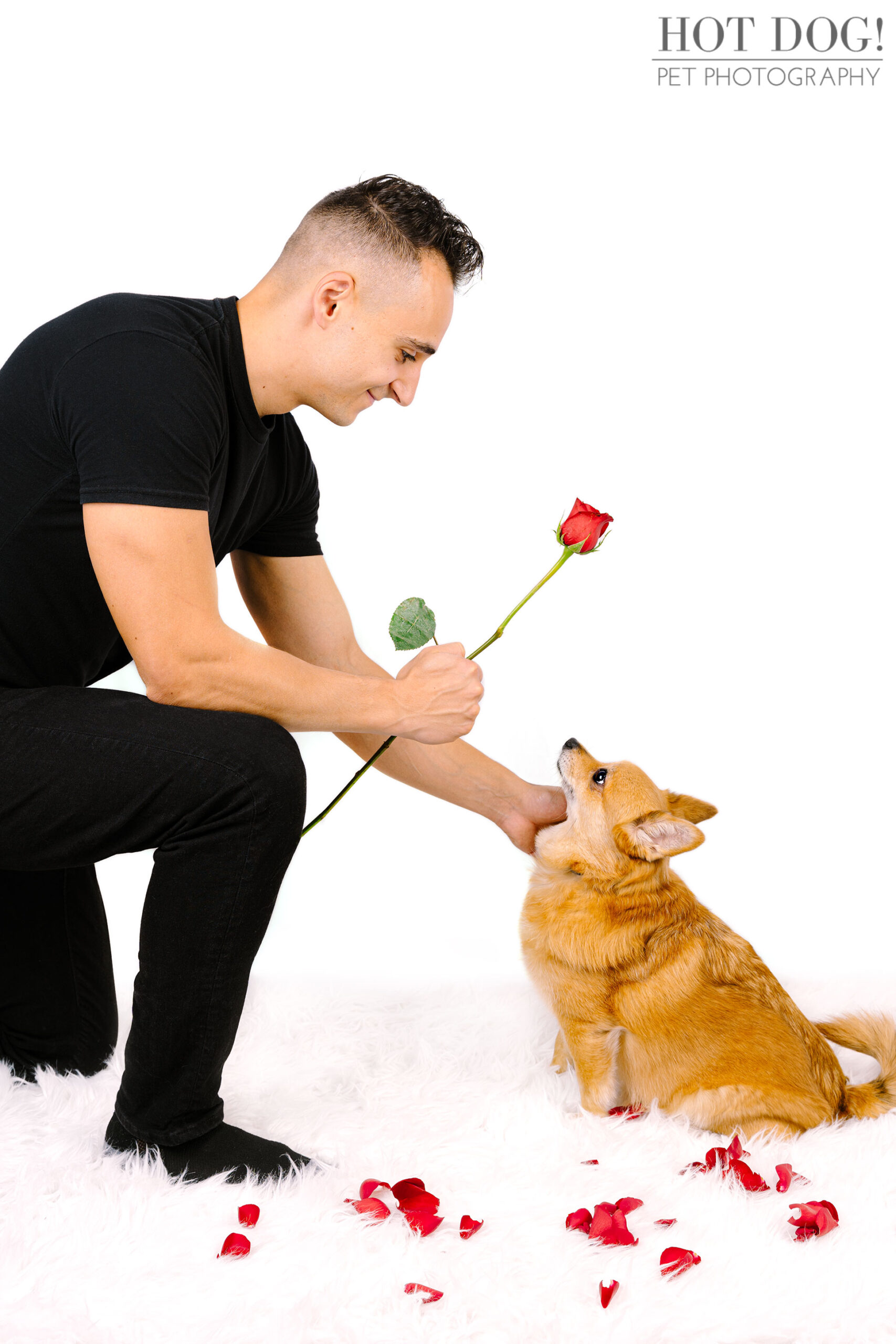 Hot Dog! Pet Photography captures the love and bond between Tinkerbelle the Toy Pomeranian Corgi mix and her owner in this professional pet photo session.