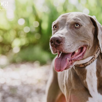 Tobie, Kimmie & Riki | Winter Garden Pet Photography