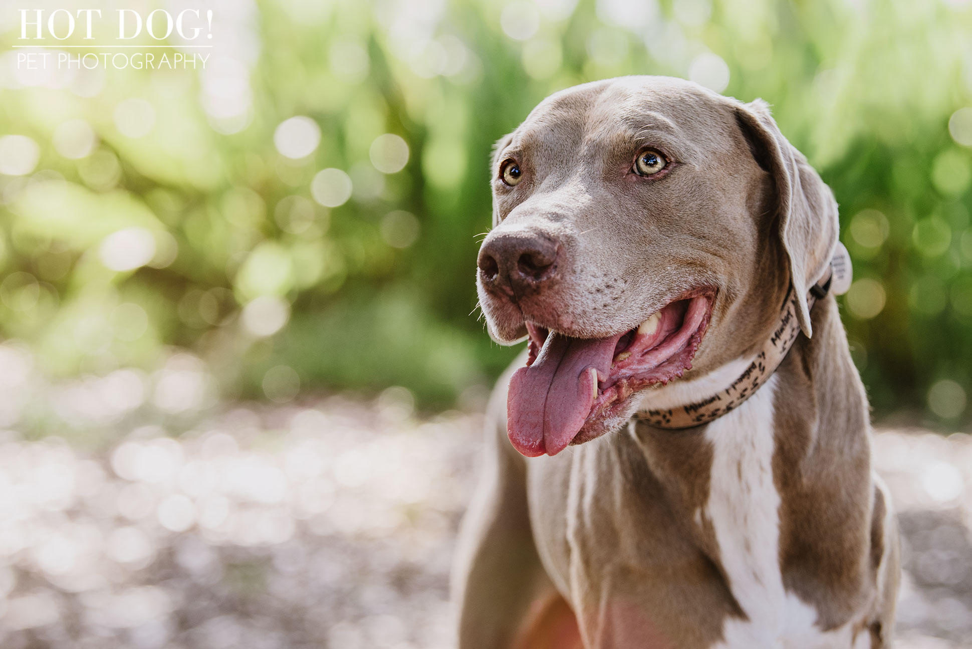 Tobie, Kimmie & Riki | Winter Garden Pet Photography