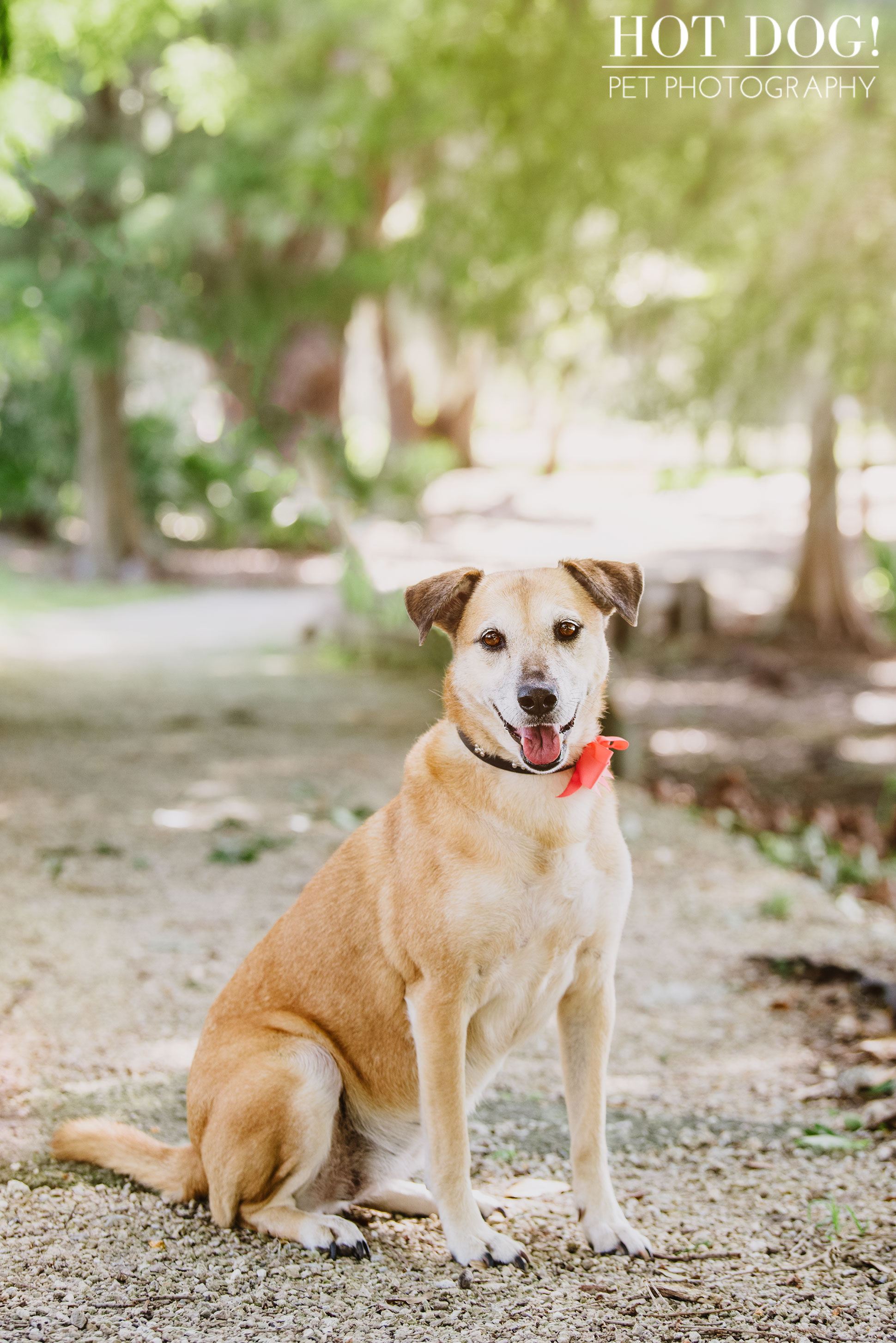 Tobie, Kimmie & Riki | Winter Garden Pet Photography