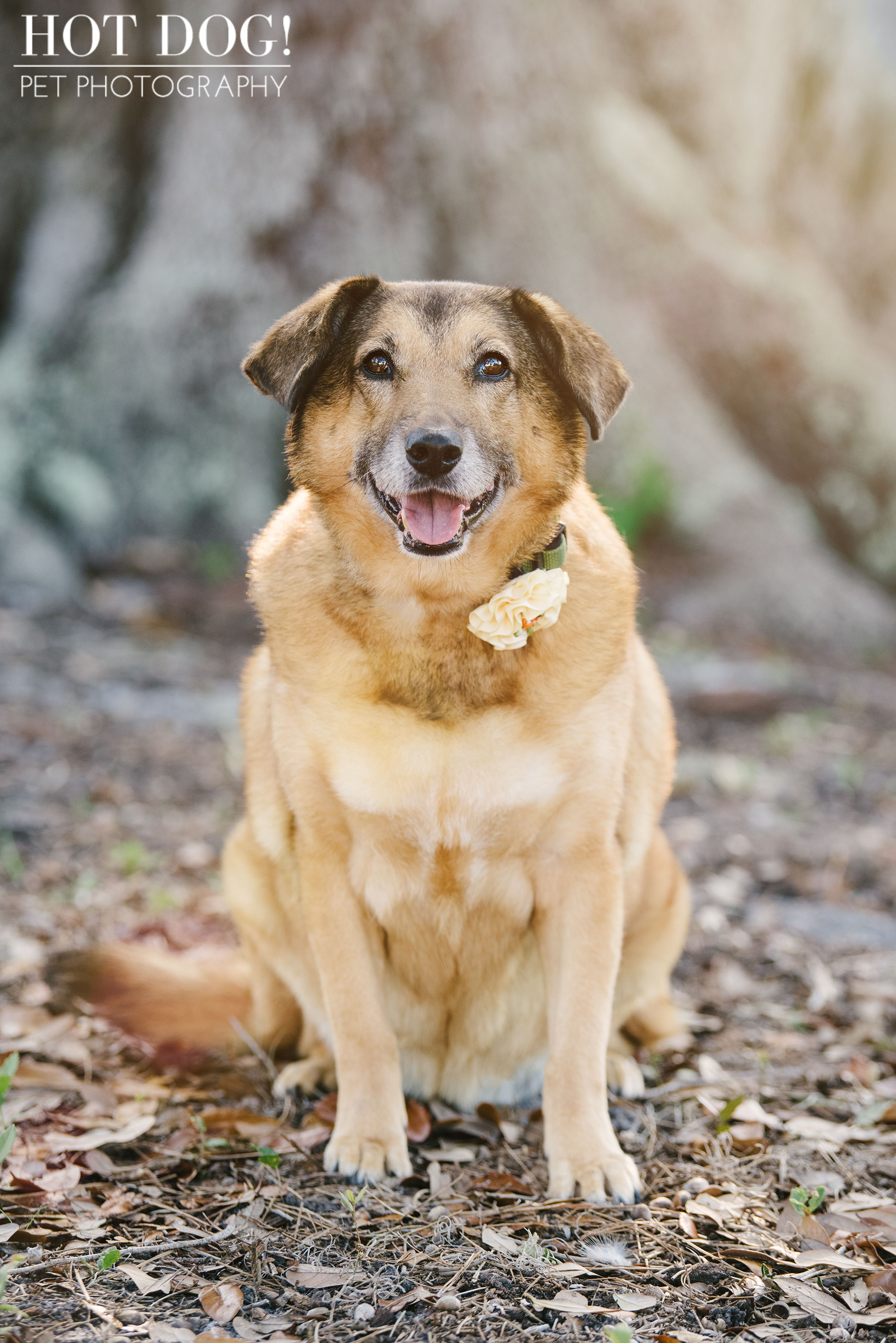 Tobie, Kimmie & Riki | Winter Garden Pet Photography