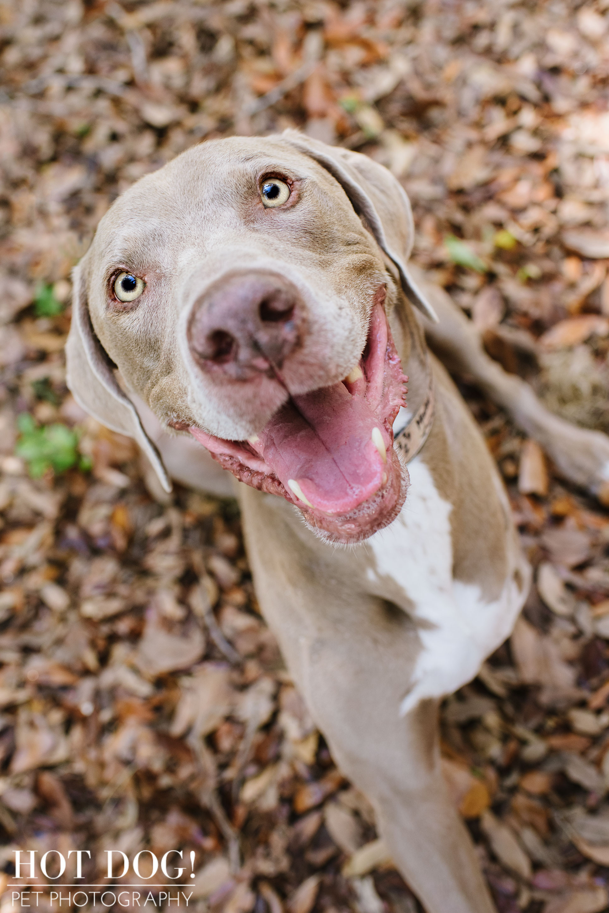 Tobie, Kimmie & Riki | Winter Garden Pet Photography