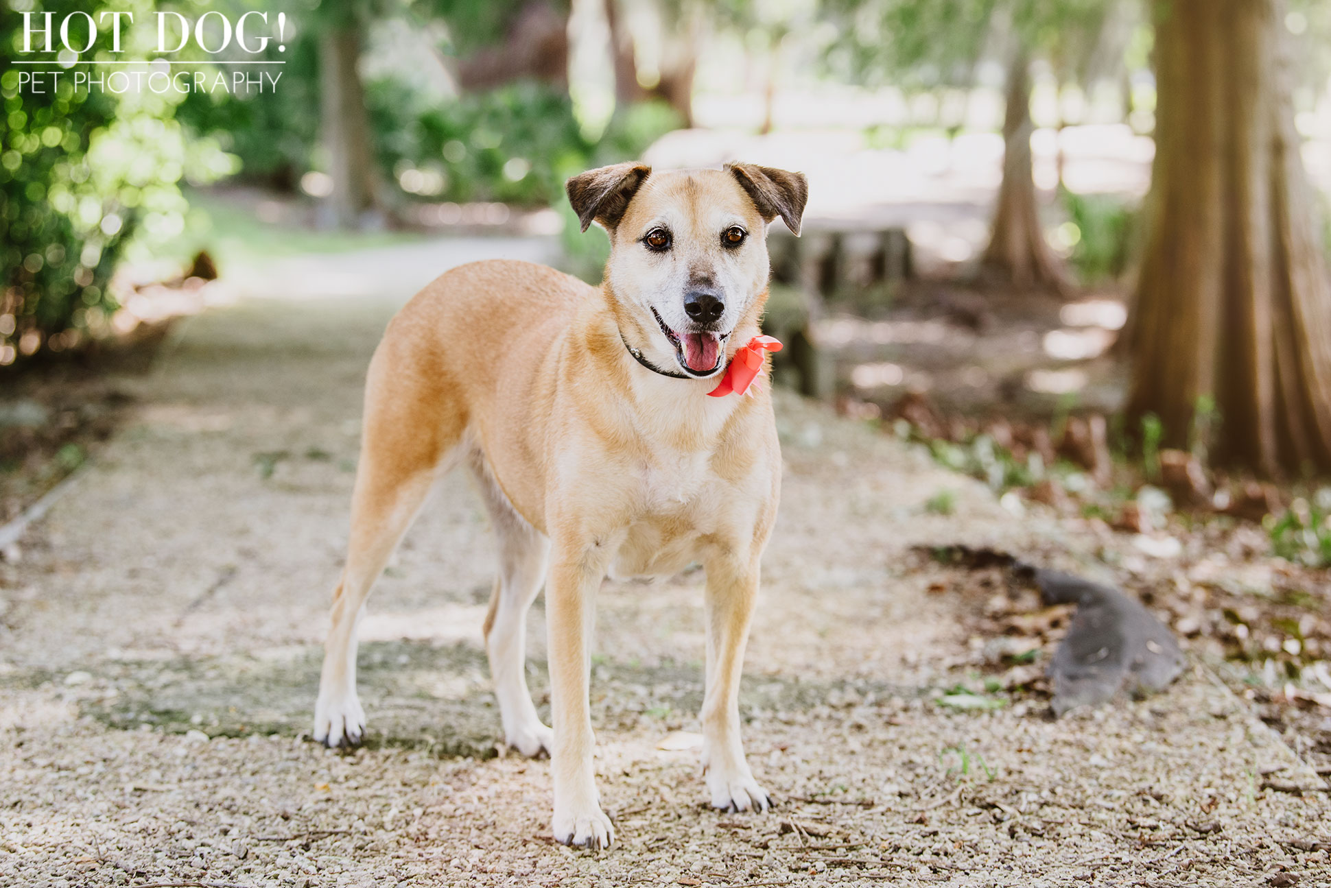 Tobie, Kimmie & Riki | Winter Garden Pet Photography