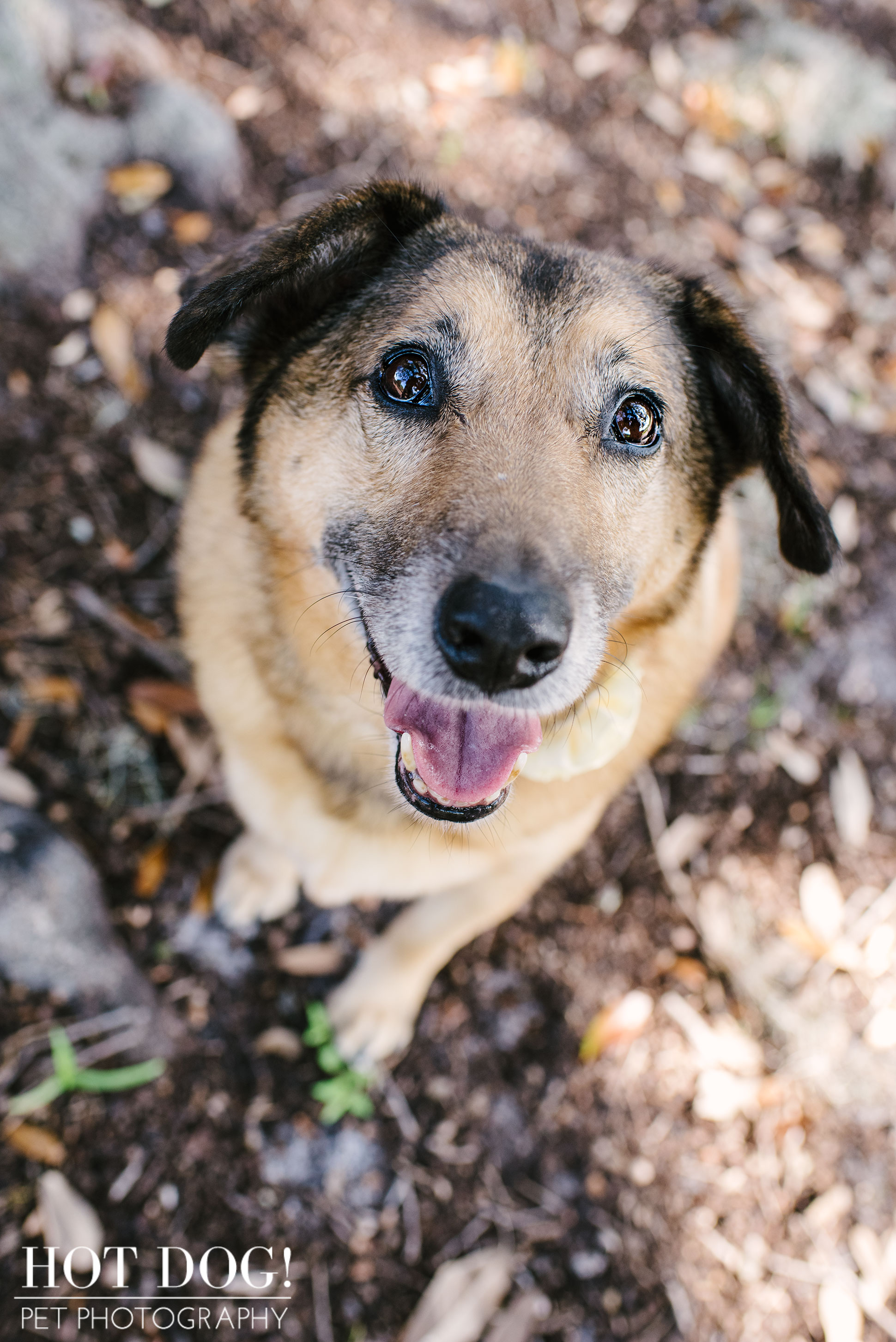 Tobie, Kimmie & Riki | Winter Garden Pet Photography