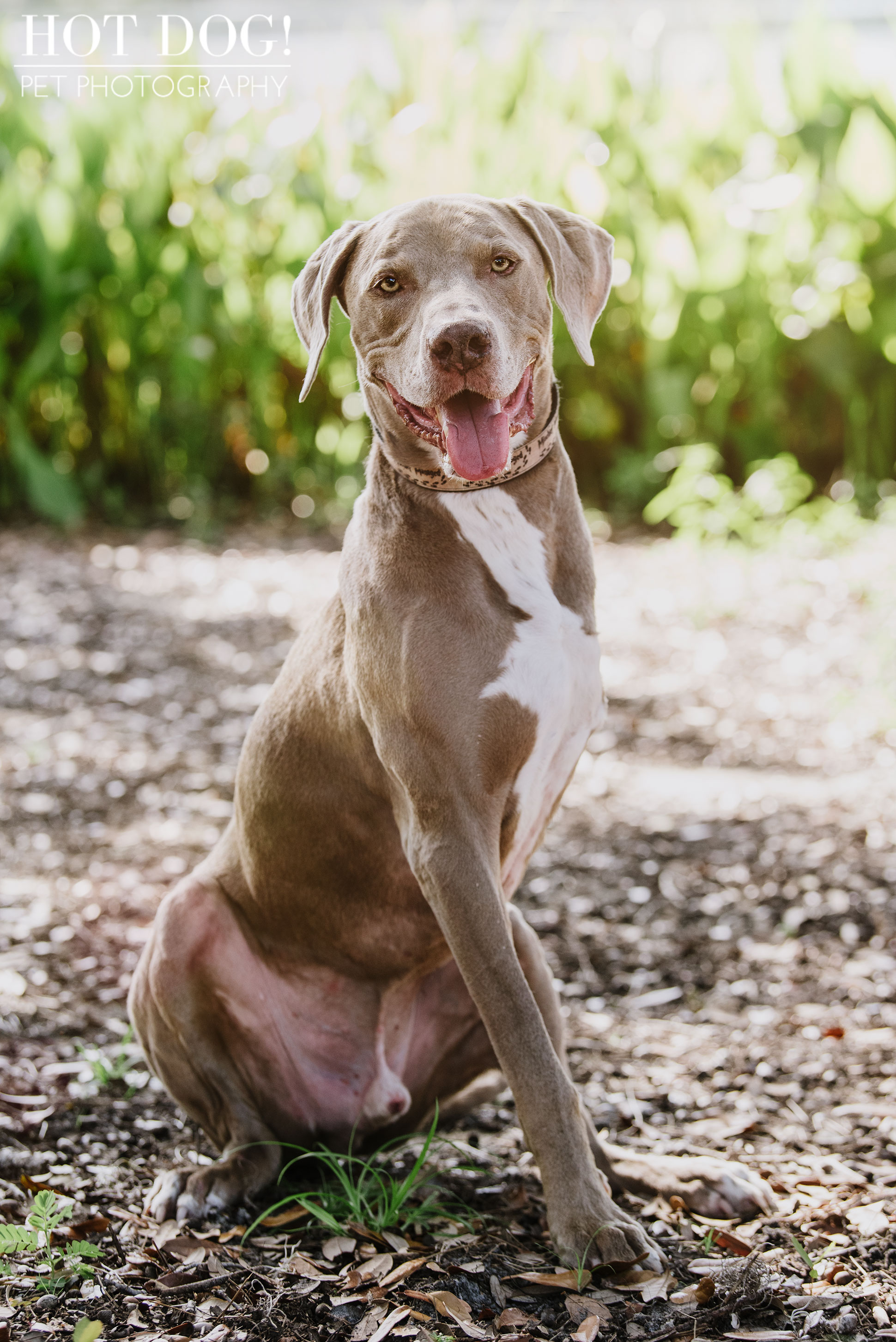 Tobie, Kimmie & Riki | Winter Garden Pet Photography