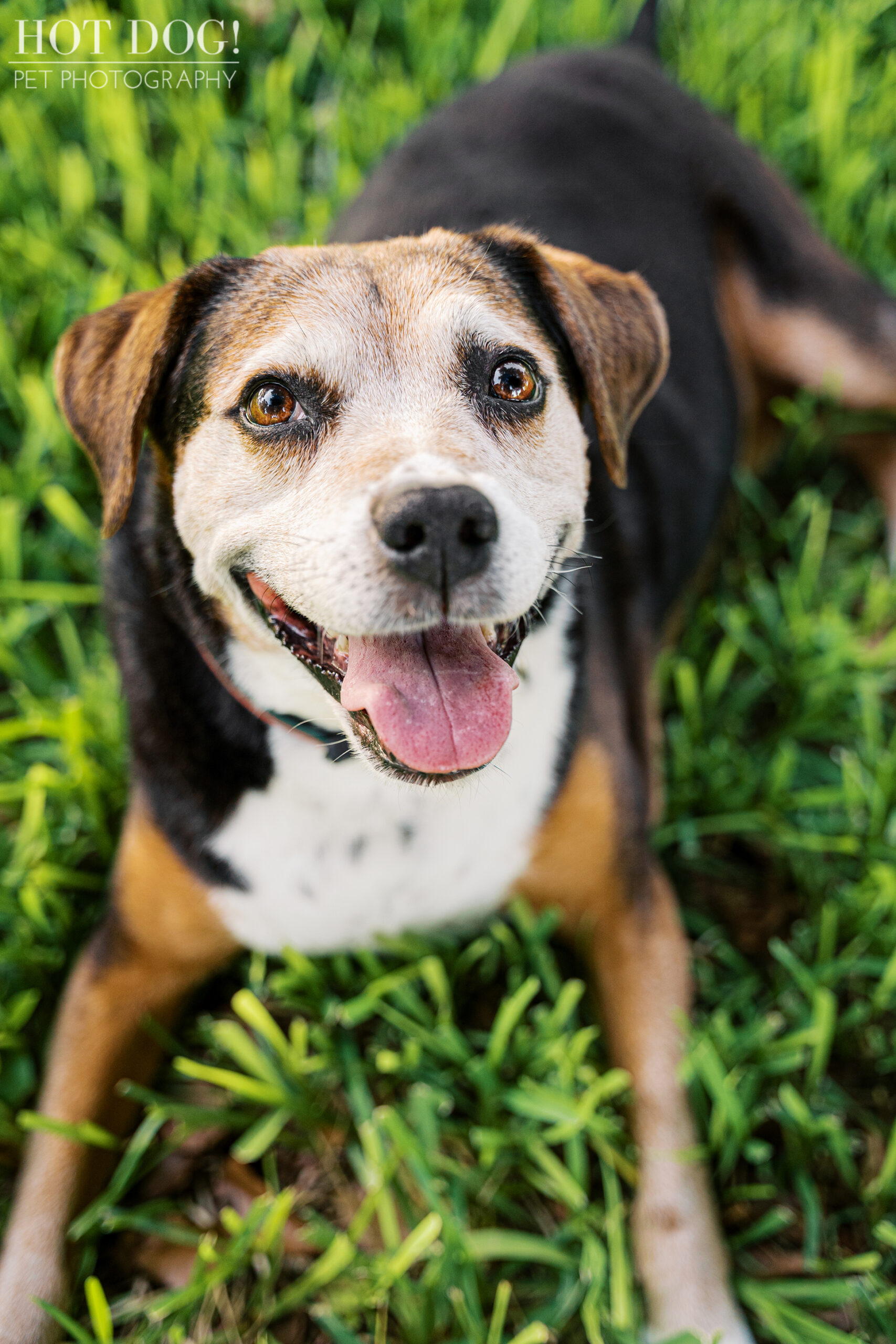Close-up of senior Beagle mix lying on bright green grass, looking up at the camera with a big smile.