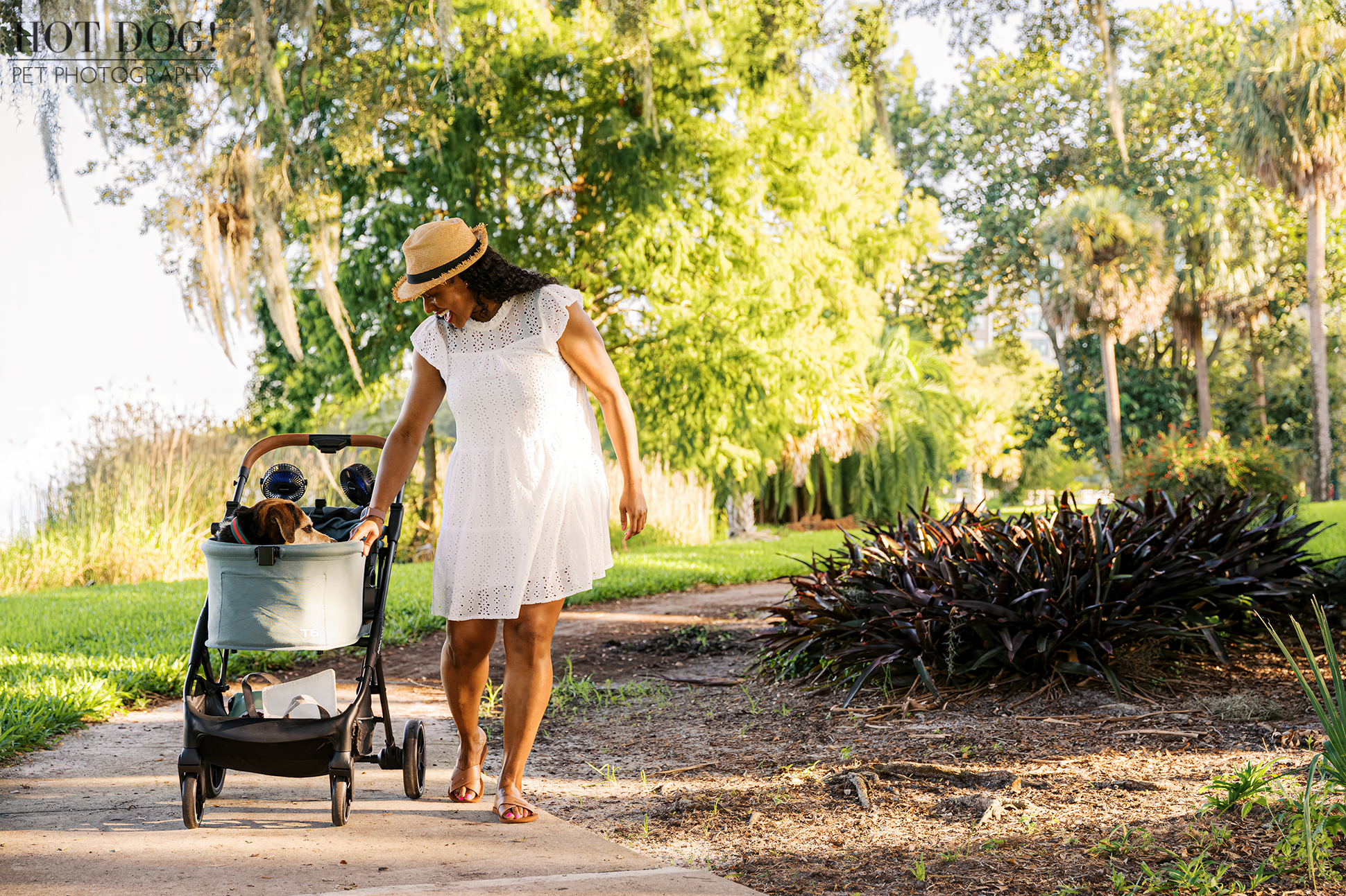 Woman in a white dress and straw hat pushing her senior Beagle mix in a stroller along a sunny, tree-lined path.