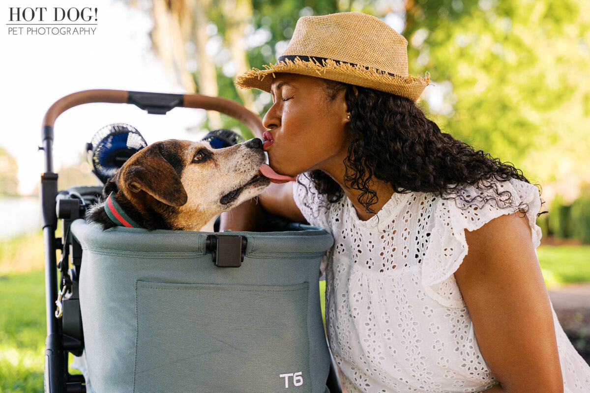 Woman receiving a sweet lick on the lips from her senior Beagle mix while he sits in a stroller, surrounded by greenery.