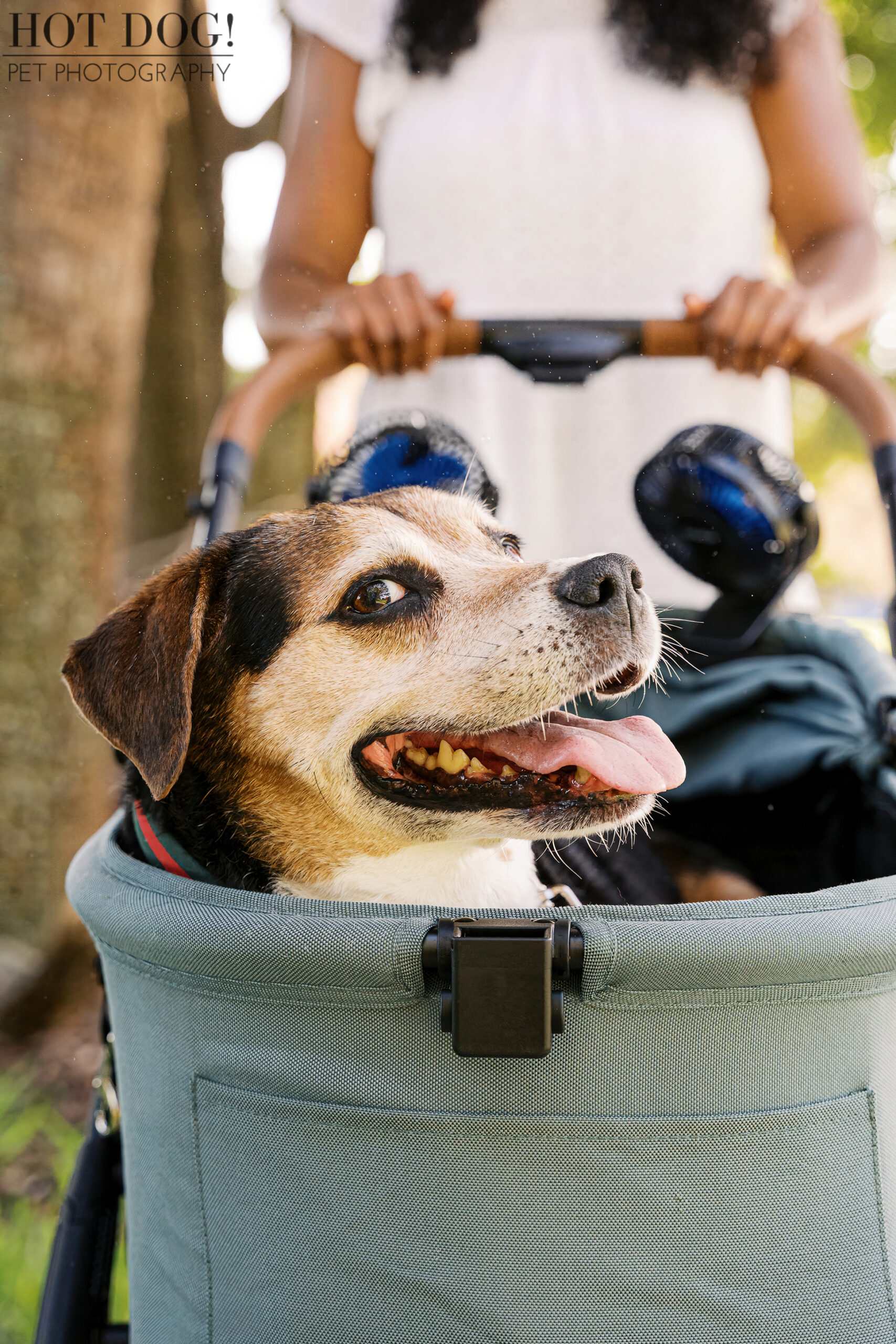 Close-up side view of senior Beagle mix sitting in a stroller, panting happily, with the blurred figure of his owner behind him.