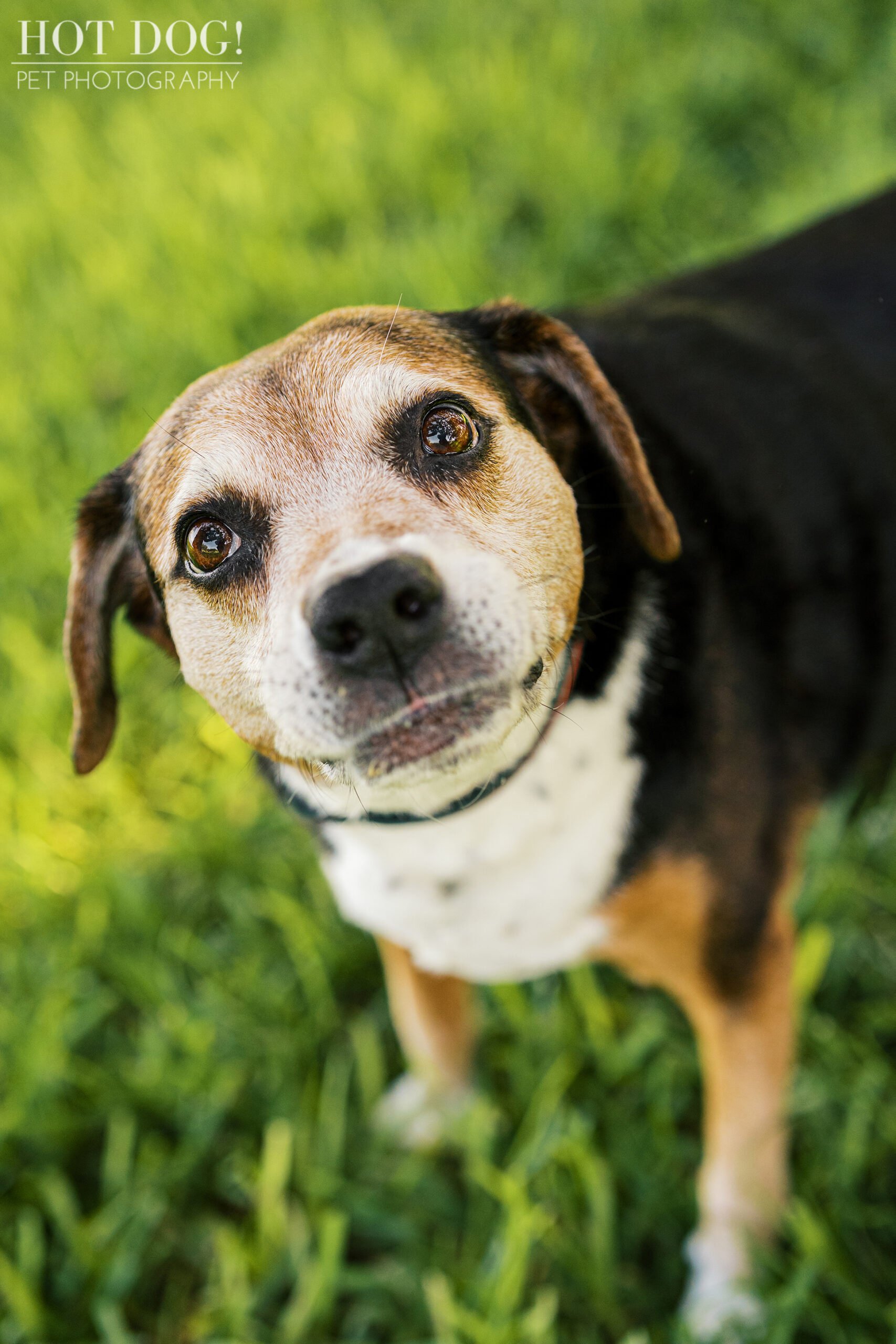 Tripp standing in a grassy park area with his head tilted slightly, ears perked, and an inquisitive expression.