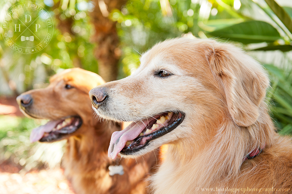 Orlando Pet Photography by Hot Dog! Pet Photography