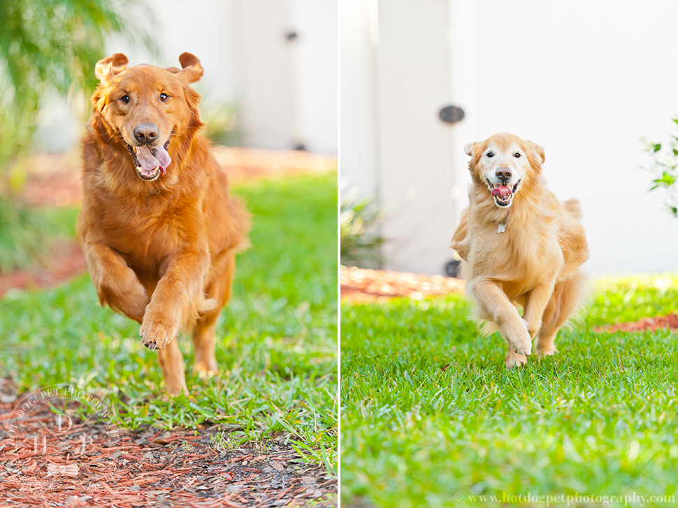 Orlando Pet Photography by Hot Dog! Pet Photography