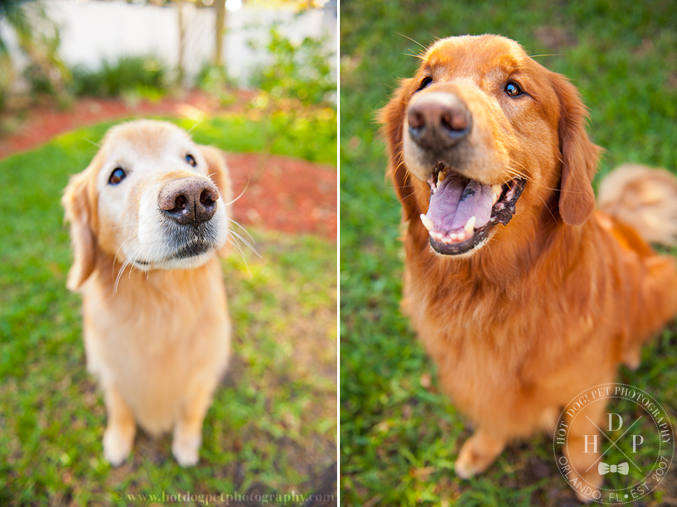 Orlando Pet Photography by Hot Dog! Pet Photography