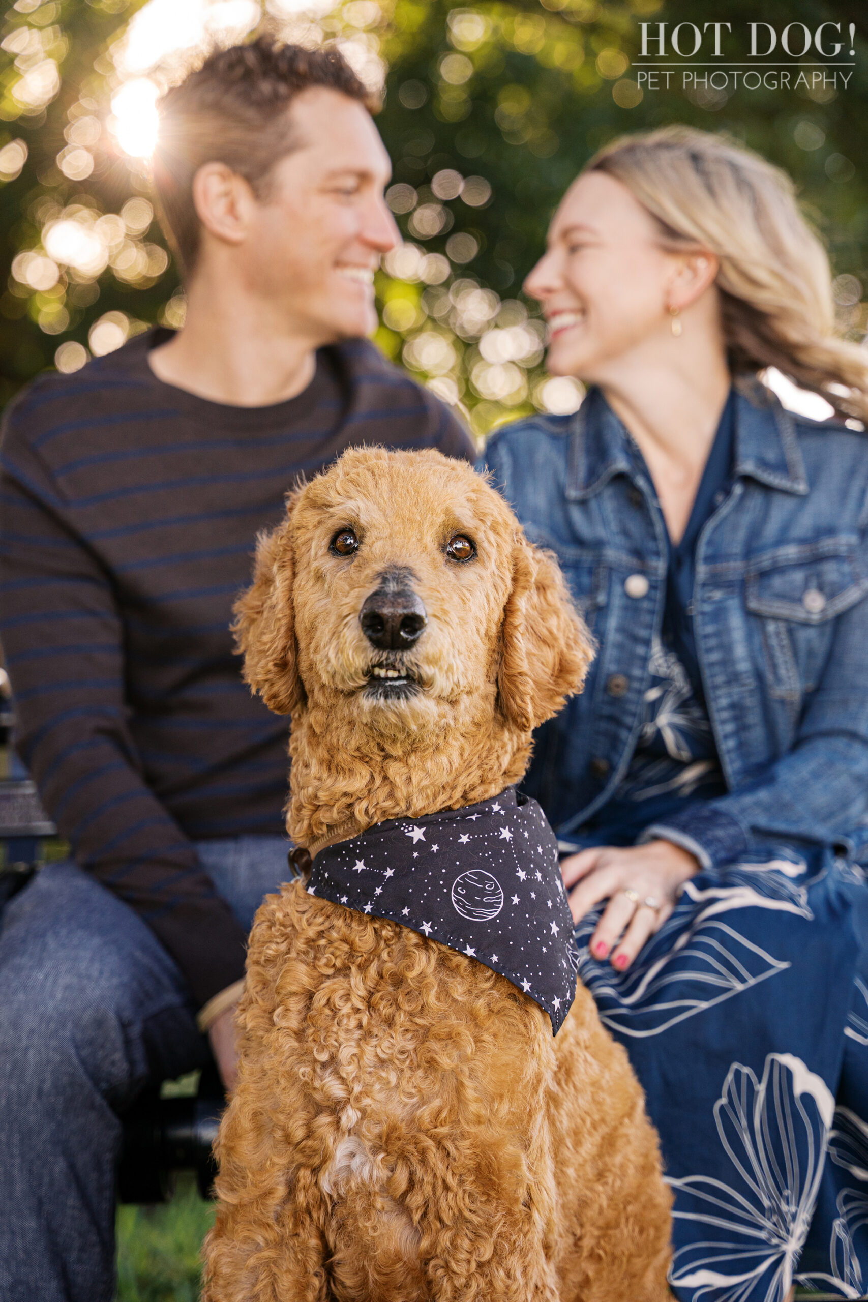 Wizard, an apricot Goldendoodle wearing a star-patterned bandana, sits in front of Jen and Cory on a park bench as they smile at each other in soft, golden light.