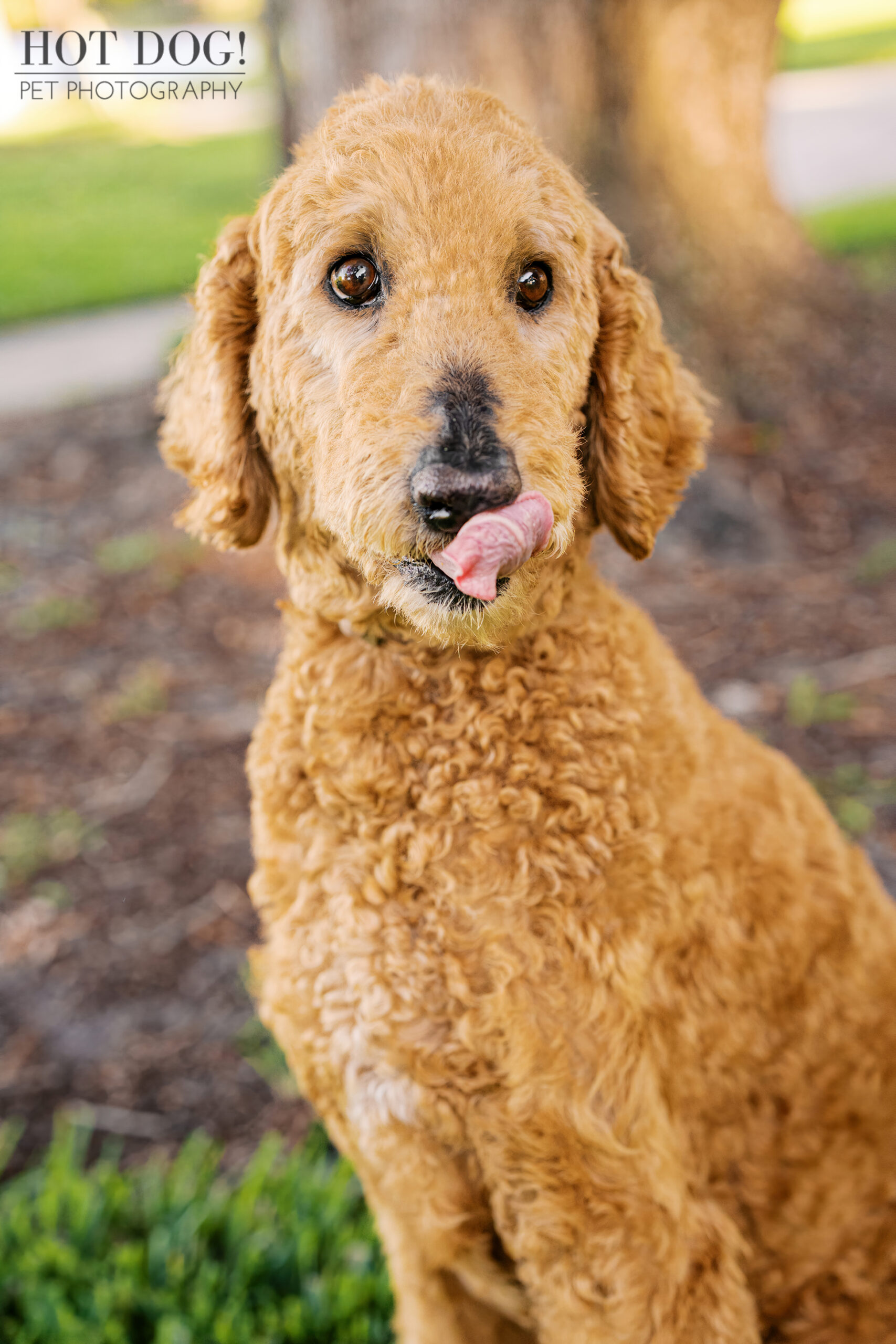 Close-up of Wizard with his tongue curled as he licks his nose, sitting near a tree with soft afternoon light in the background.