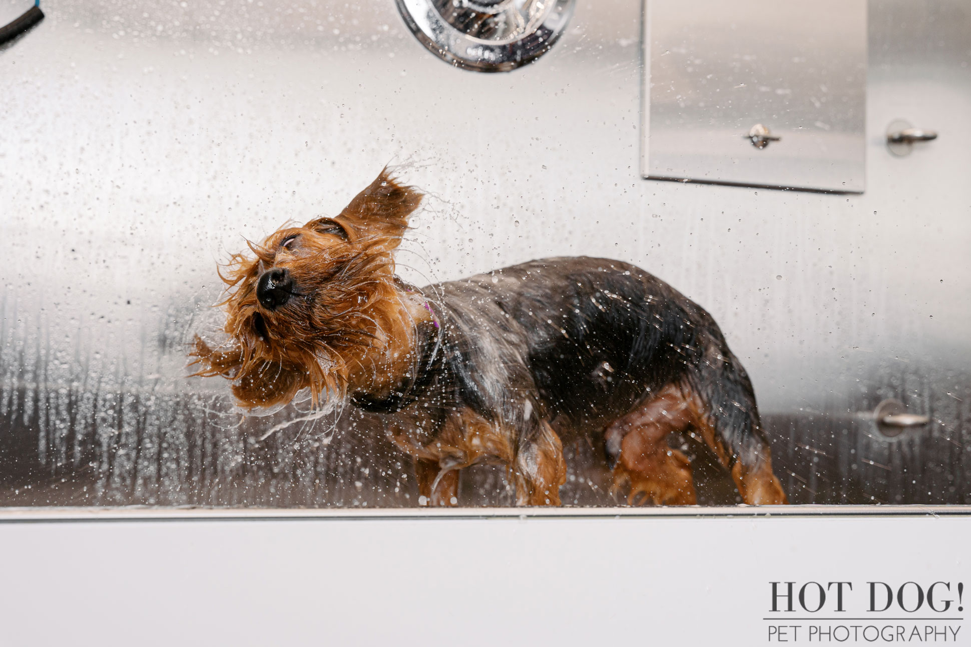 Yorkshire Terrier shaking off water inside a mobile grooming van bath area, captured during an authentic pet grooming photography session.