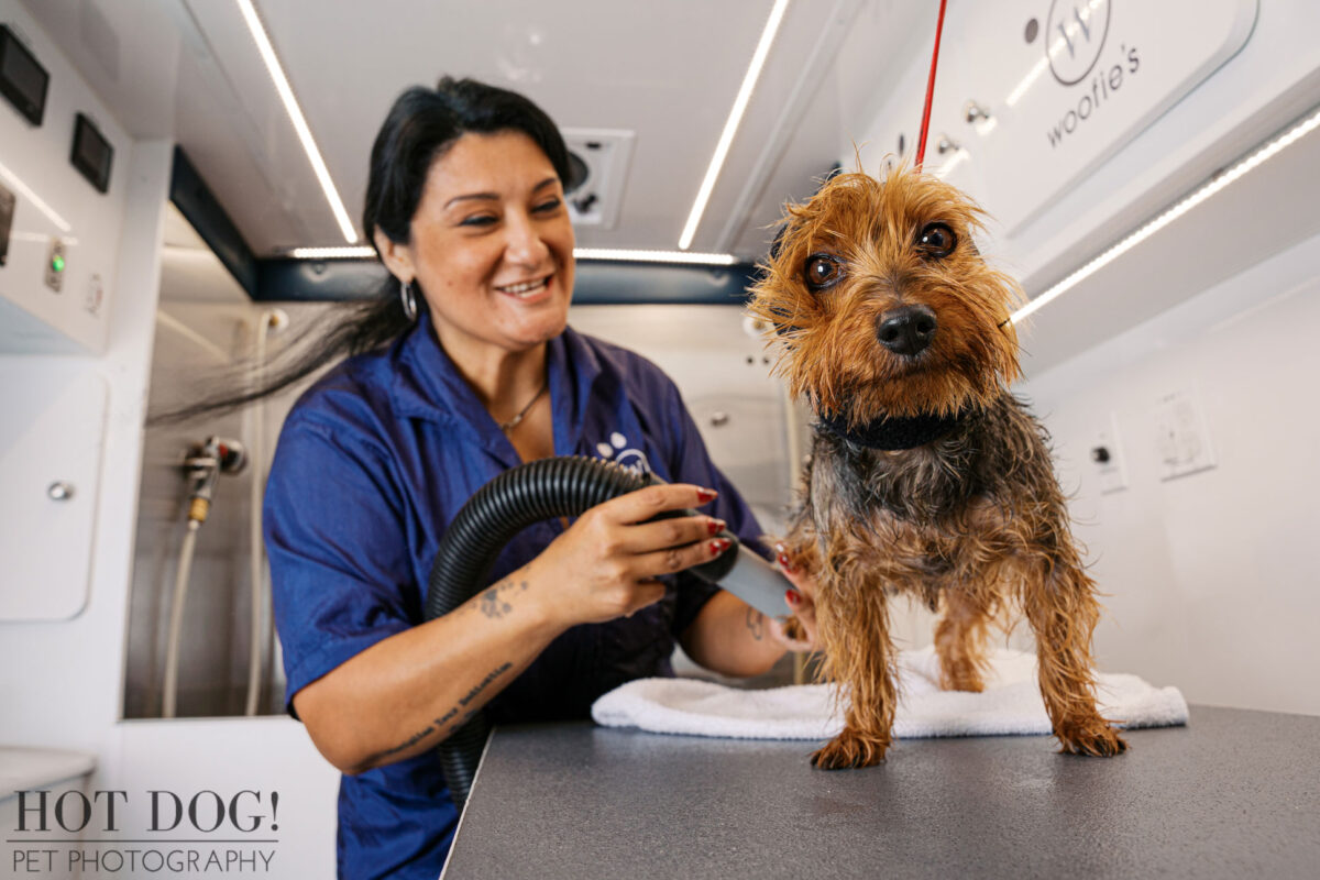 Mobile pet groomer blow-drying a small dog inside a fully equipped grooming van, highlighting professional pet handling and process-focused brand imagery.