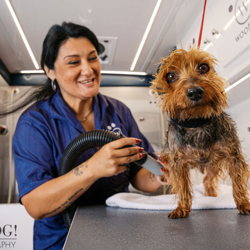 Mobile pet groomer blow-drying a small dog inside a fully equipped grooming van, highlighting professional pet handling and process-focused brand imagery.