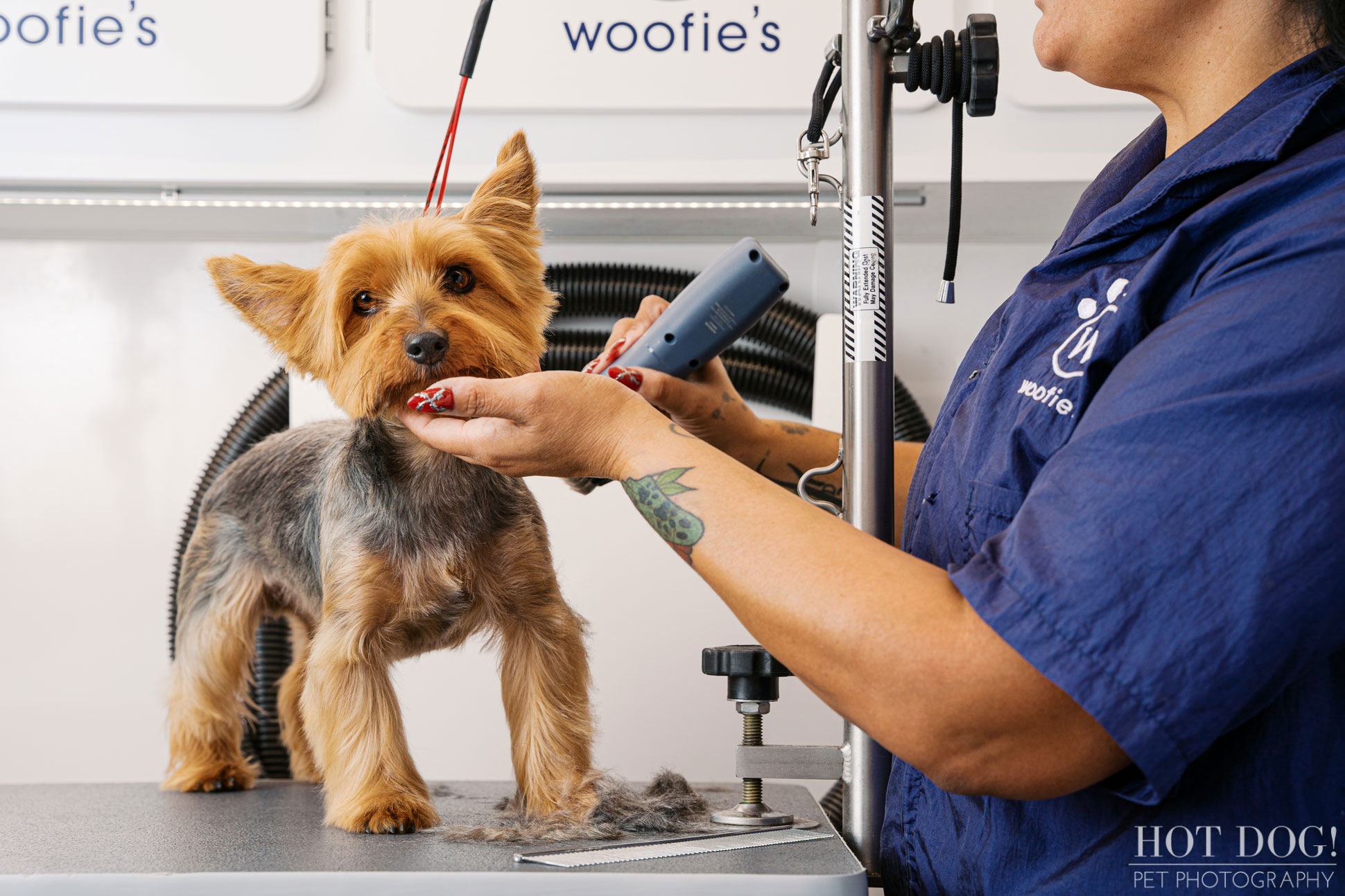 Mobile dog groomer trimming a Yorkshire Terrier’s face inside a professional grooming van, showcasing real working conditions for a pet service brand case study.