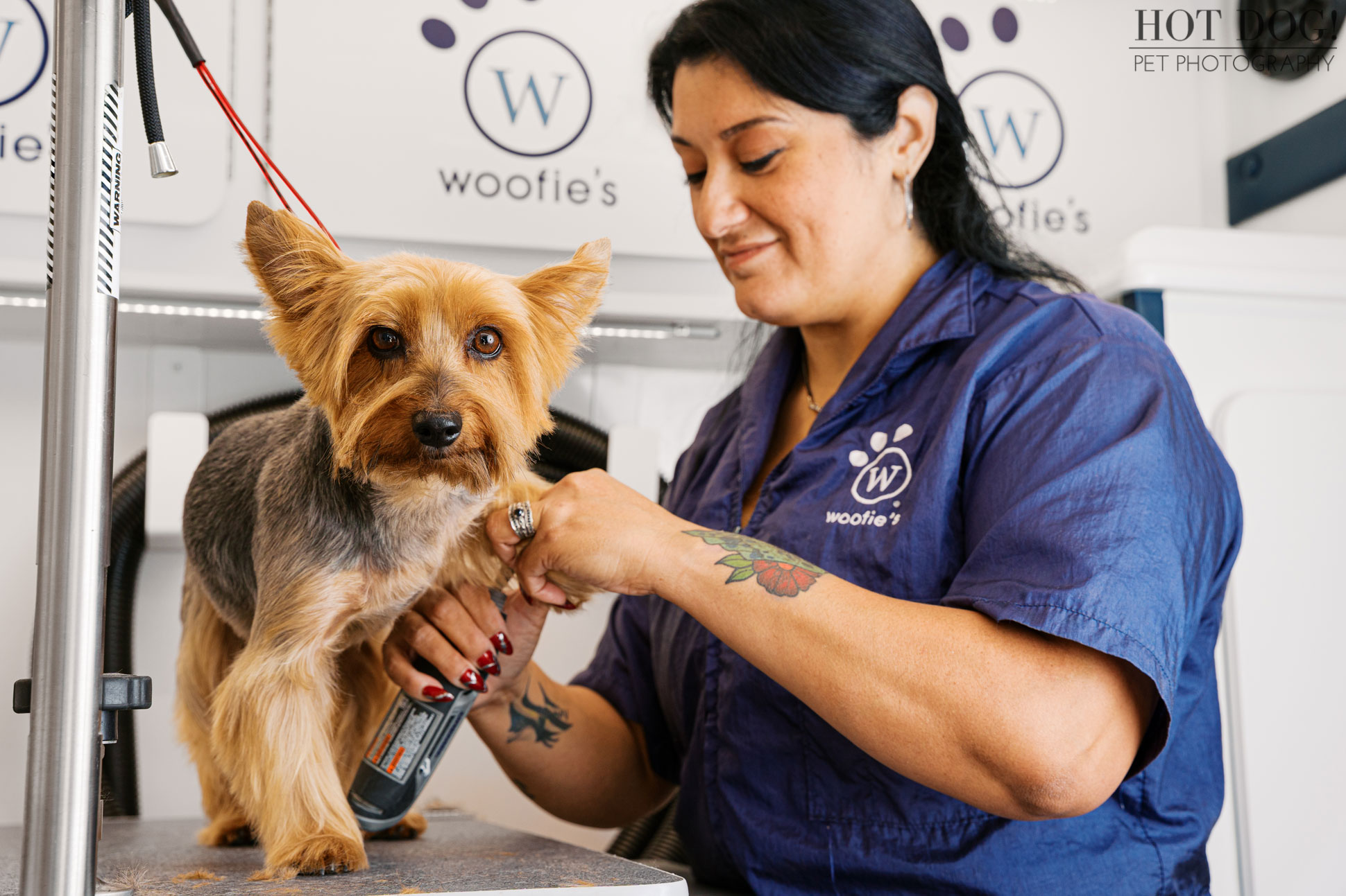 Woofie’s mobile pet groomer trimming a small Yorkshire Terrier’s paw inside a branded grooming van during a commercial pet service photography session.