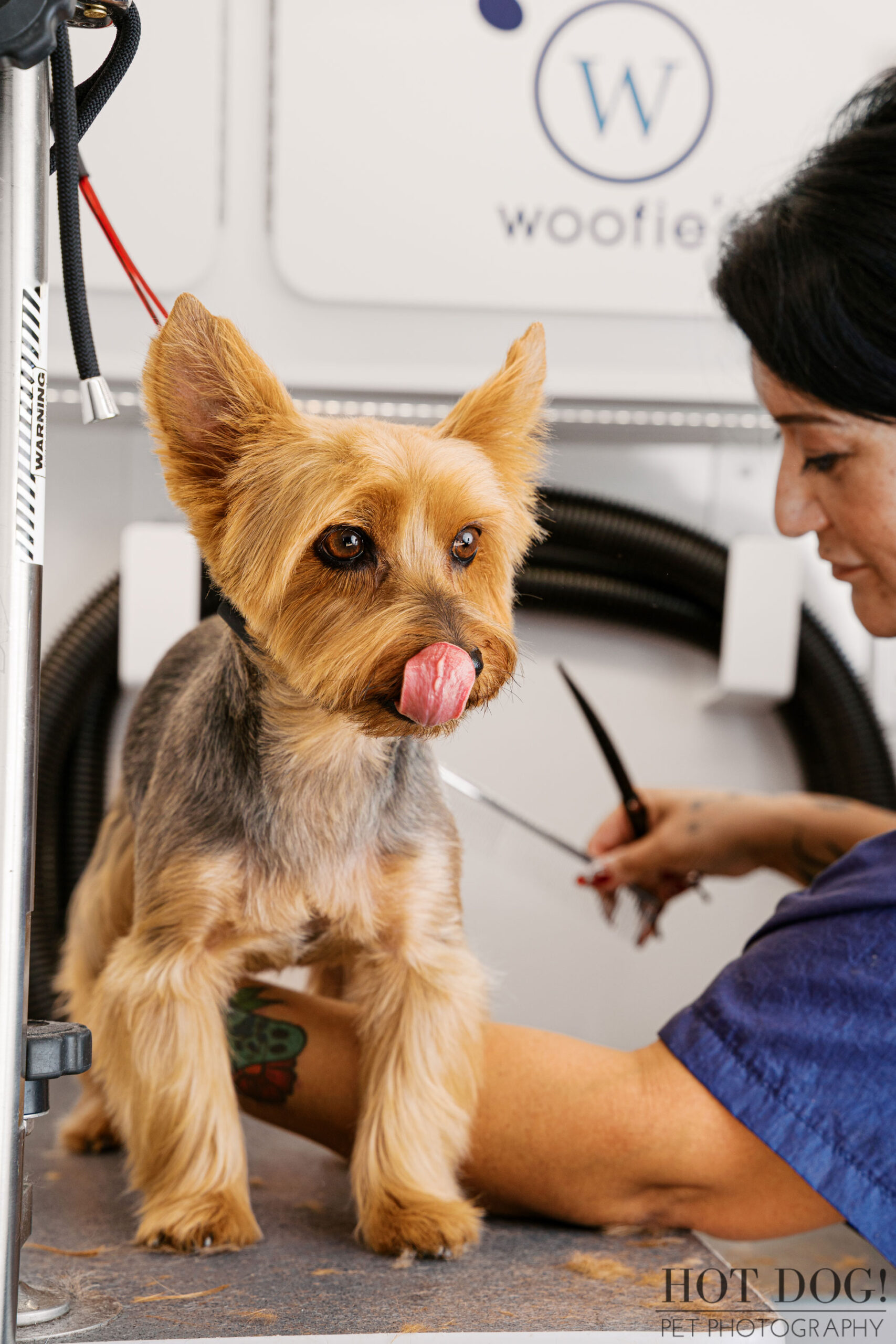 Yorkshire Terrier licking its nose while being groomed inside a Woofie’s mobile pet spa van, photographed for pet service marketing content.