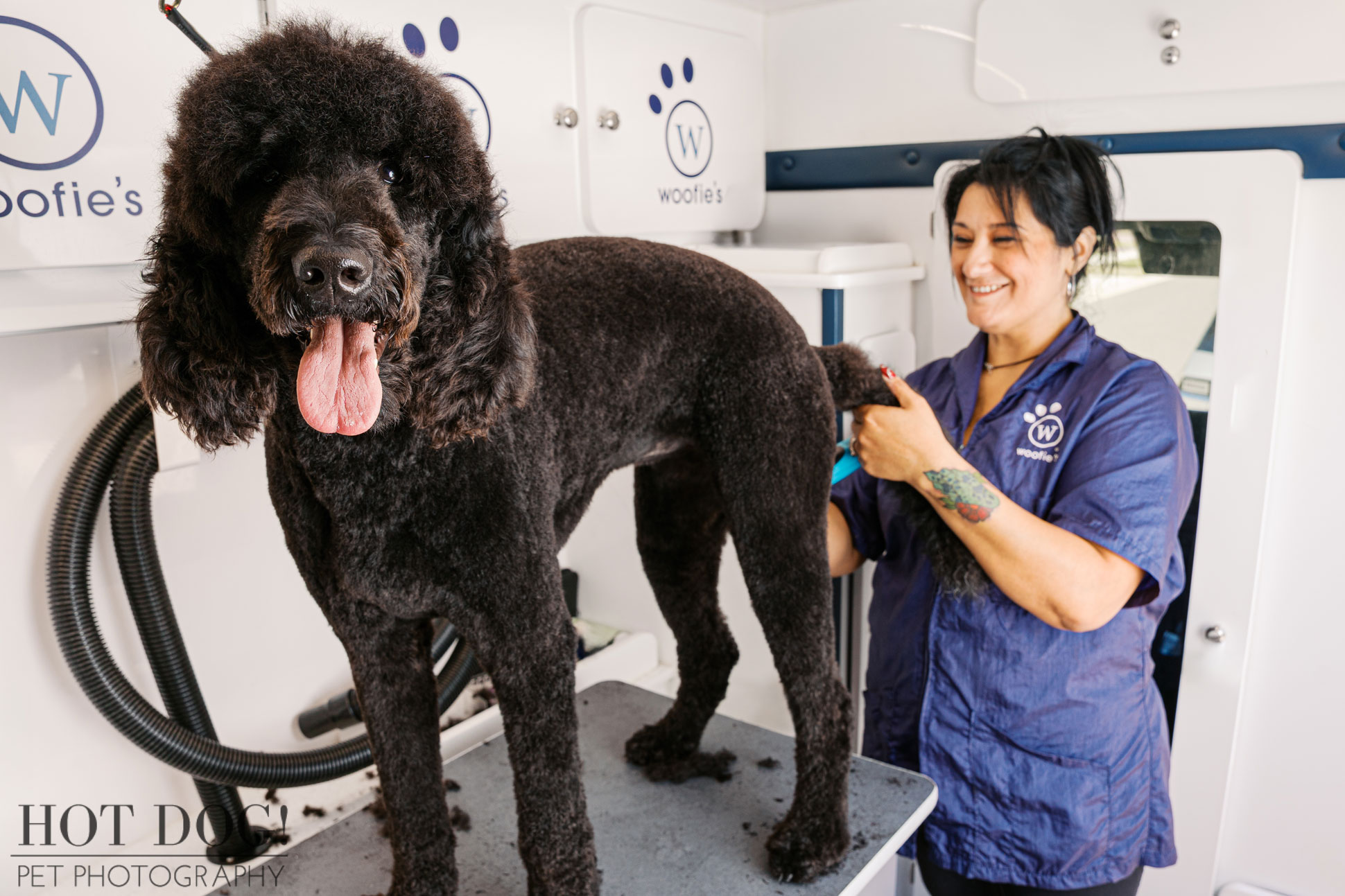 Woofie’s mobile pet groomer smiling while grooming a large black poodle on a raised grooming table inside the van.