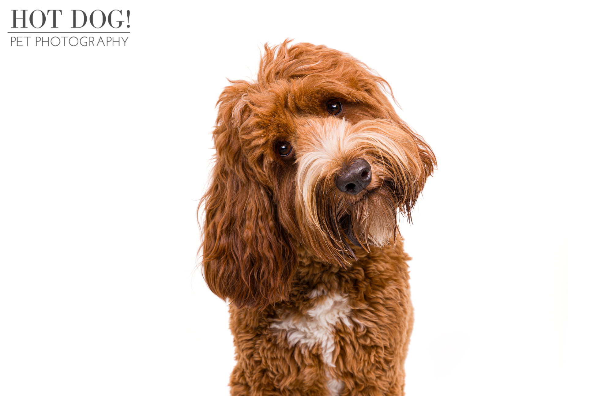 Commercial pet photography on white background for pet franchise Woofie's of West Orlando by Hot Dog! Pet Photography