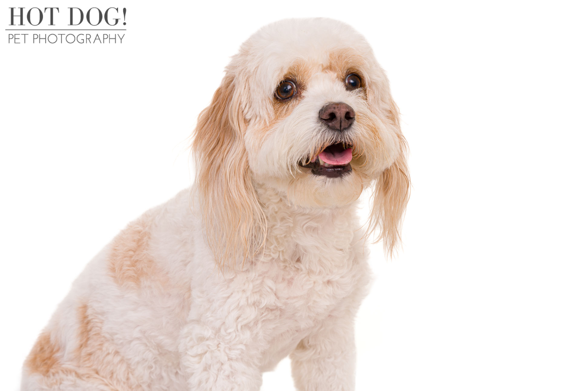 Commercial pet photography on white background for pet franchise Woofie's of West Orlando by Hot Dog! Pet Photography