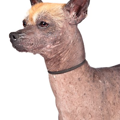 Dog of the Day | Xoloitzcuintli