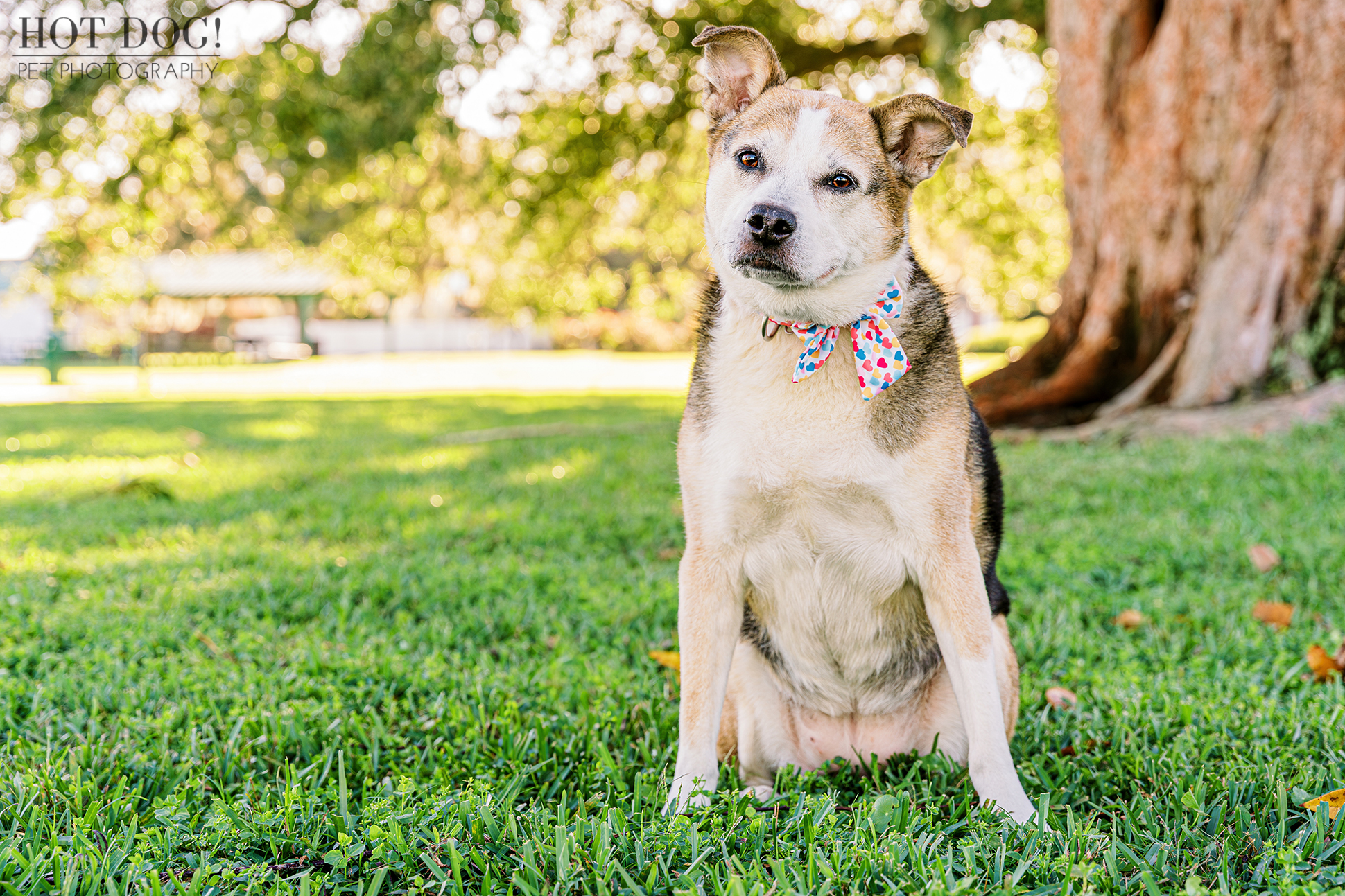 Newton Park's Newest Star: Zoe's infectious energy and captivating personality steal the show in this Newton Park photo session. (Photo by Hot Dog! Pet Photography)