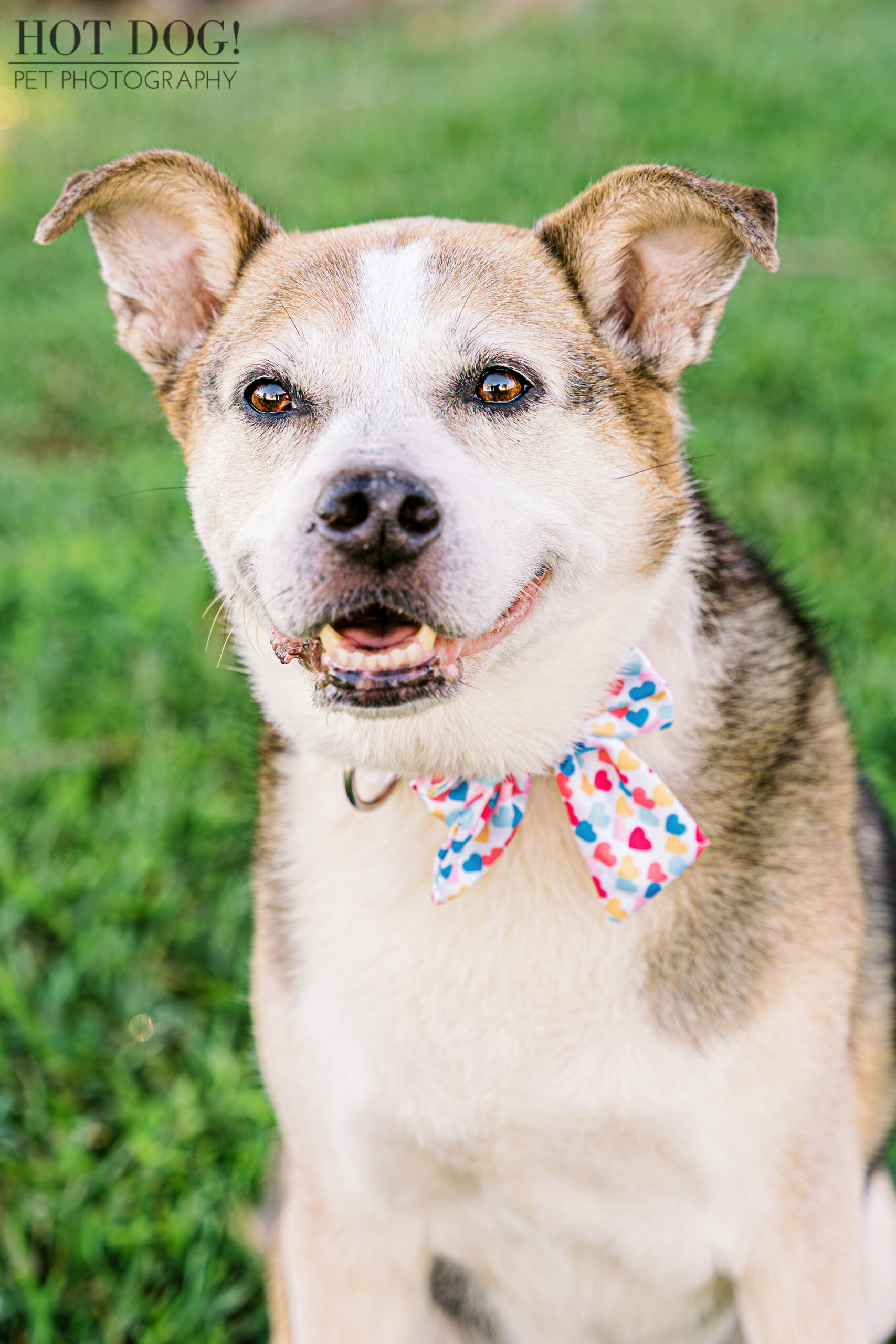 Sun Kissed Smile: Zoe's infectious grin brightens the day as she basks in the warm Florida sunshine in Newton Park. (Photo by Hot Dog! Pet Photography)
