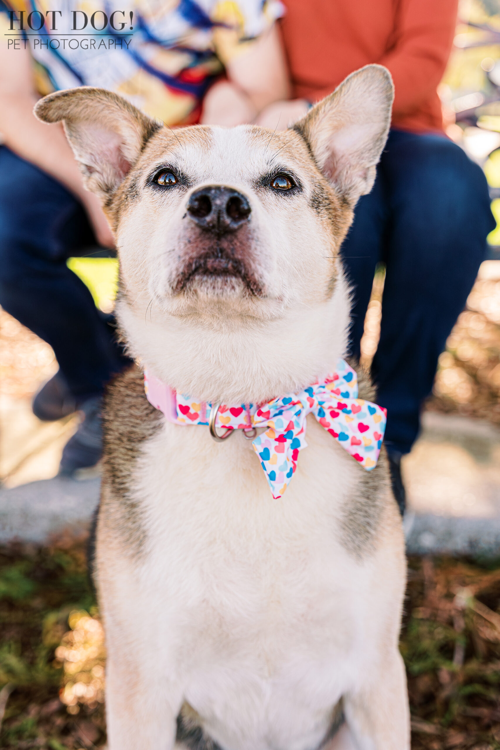 Zoe the Aussie mix is the star of this professional pet photo session by Hot Dog! Pet Photography.
