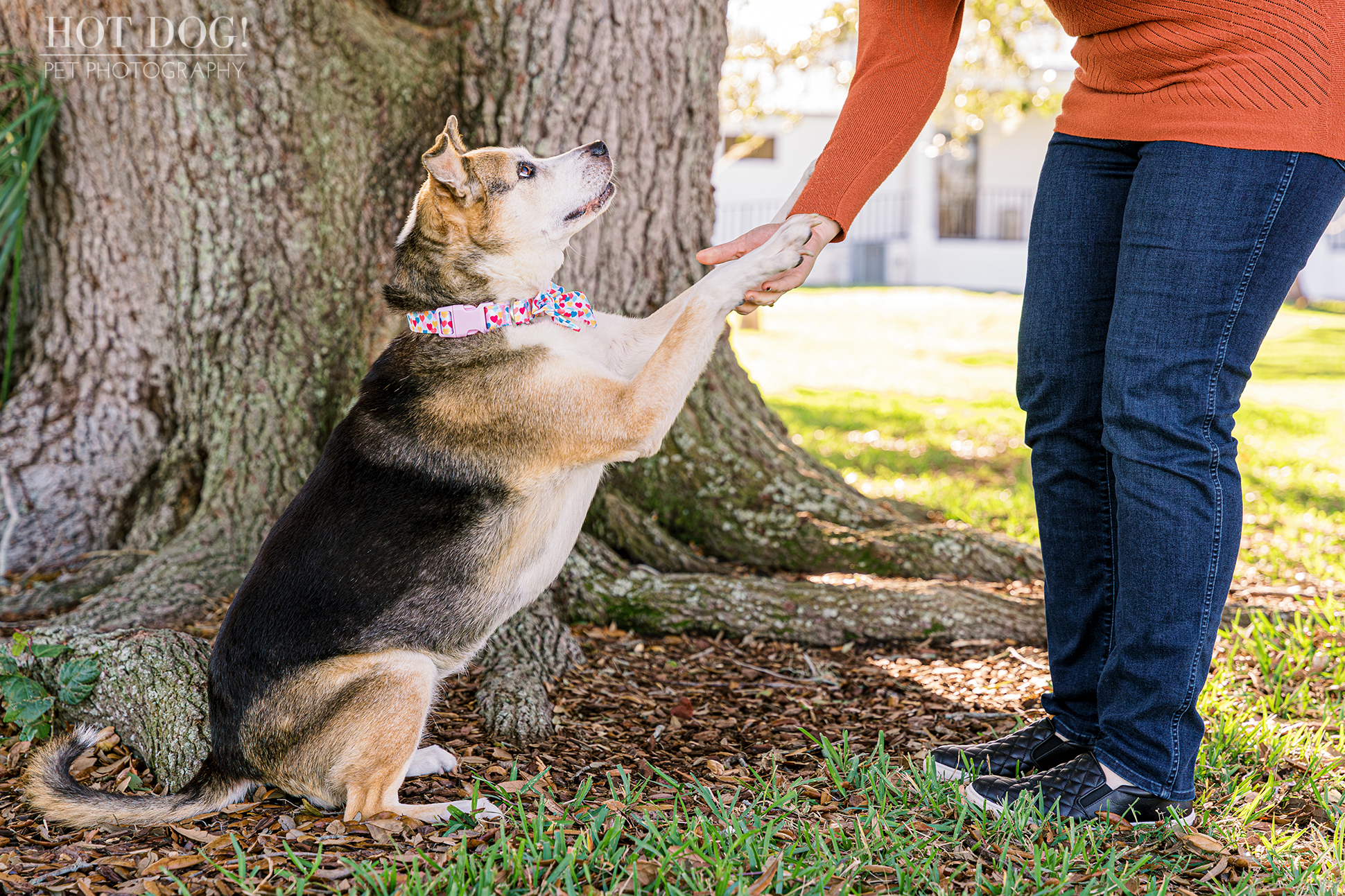 Aussie mix Zoe shows off her favorite trick for Hot Dog! Pet Photography.