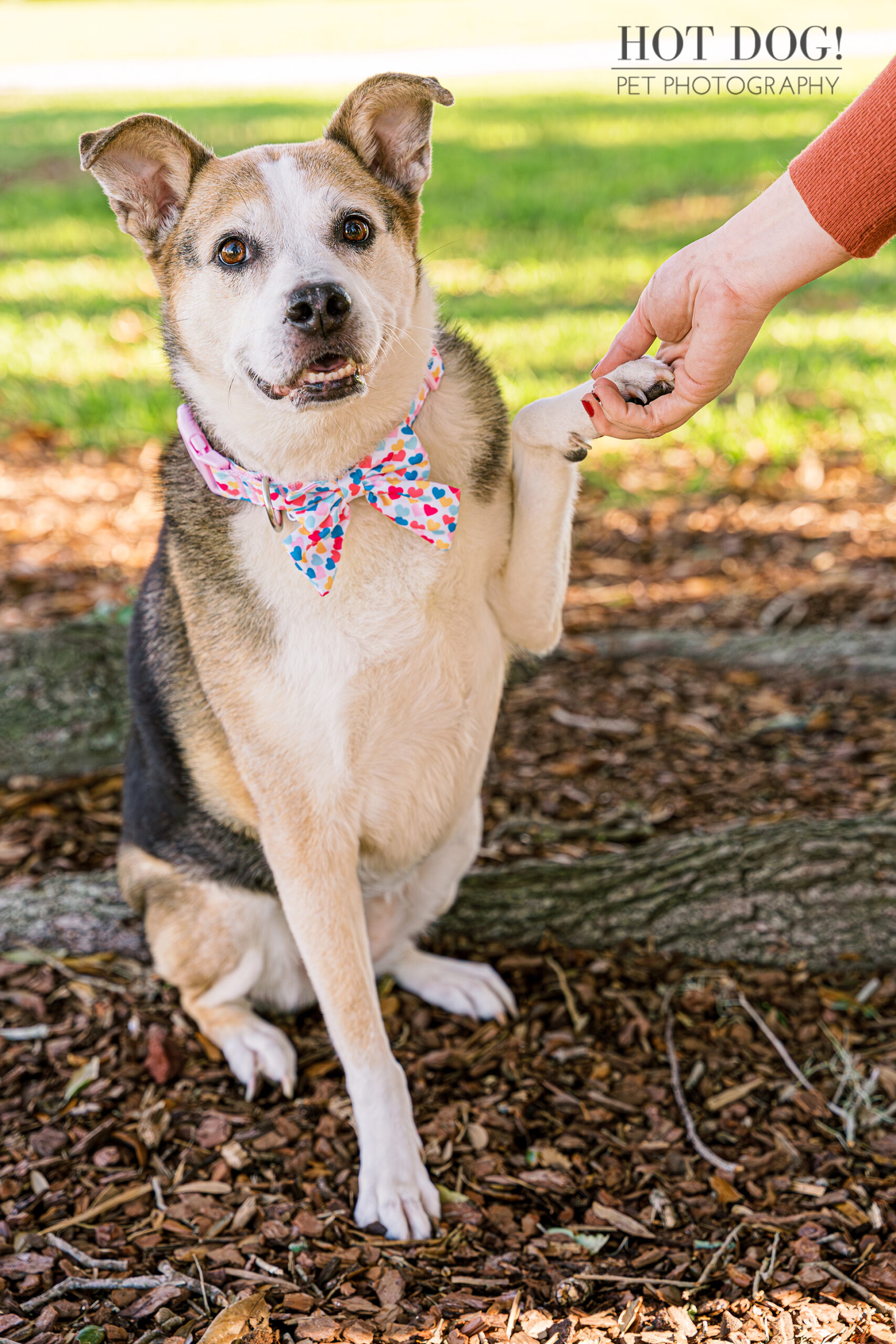 Sit and Shake: Zoe shakes hands with her mom at Newton Park. (Photo by Hot Dog! Pet Photography)