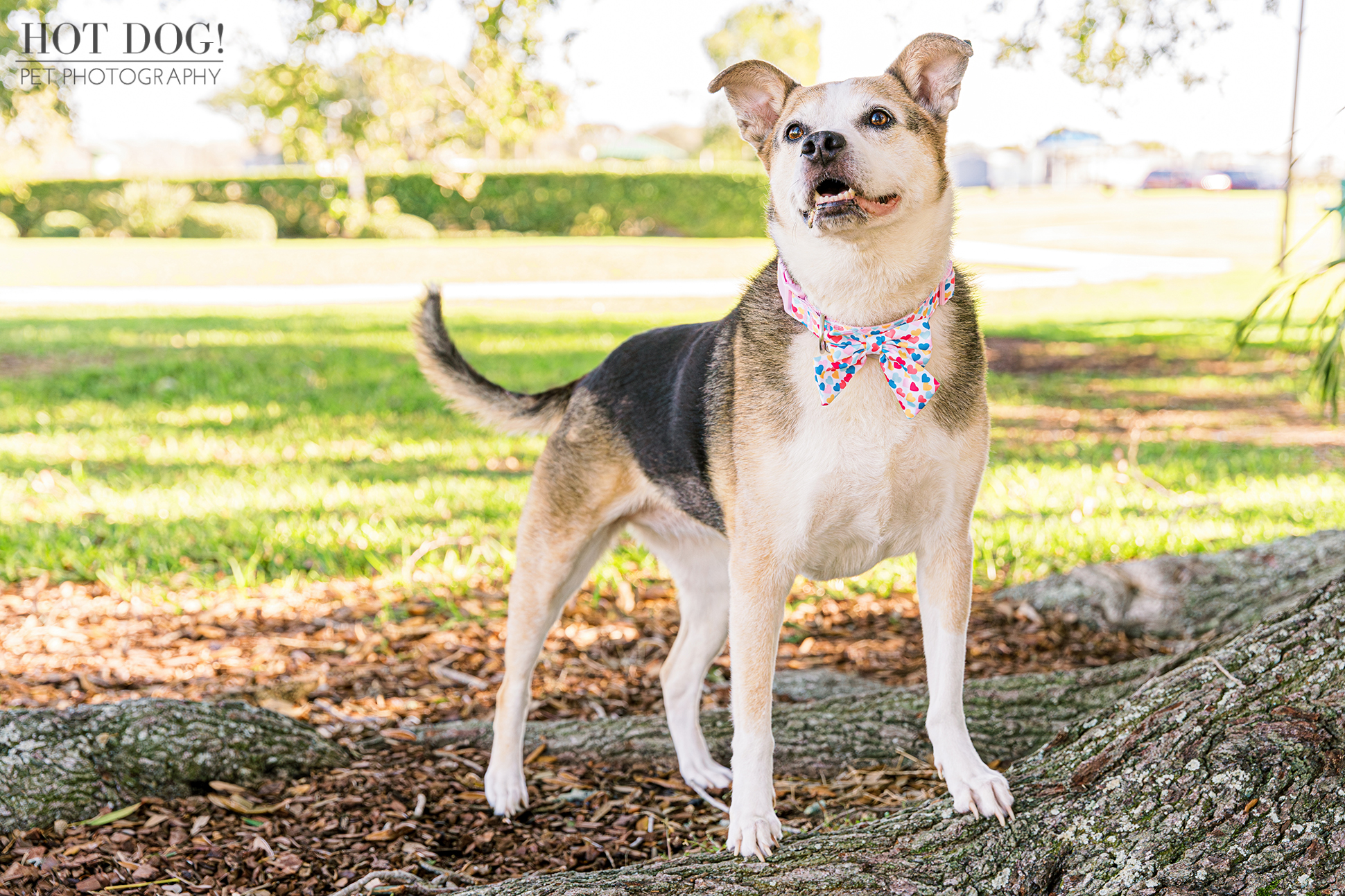 Squirrel Spy: Zoe's attention is caught by a sneaky squirrel in Newton Park, her playful instincts on high alert. (Photo by Hot Dog! Pet Photography)