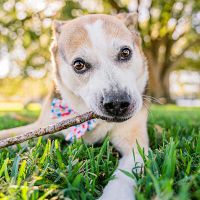 Zoe the Aussie Mix’s Cherished Companion Session | Winter Garden Pet Photography