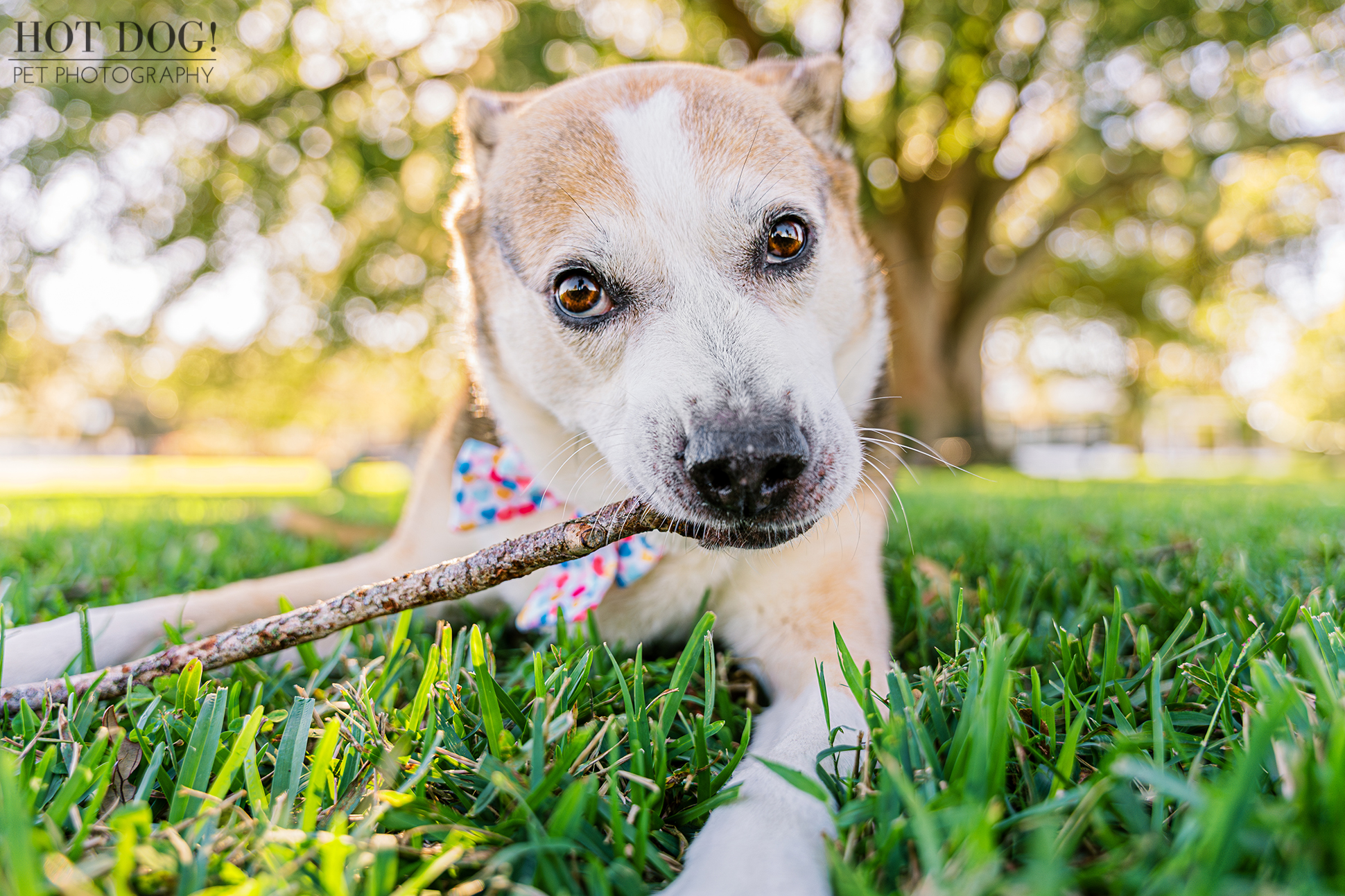 Stick found! Triumphant Zoe proudly displays her prized stick in Newton Park, her eyes sparkling with accomplishment. (Photo by Hot Dog! Pet Photography)