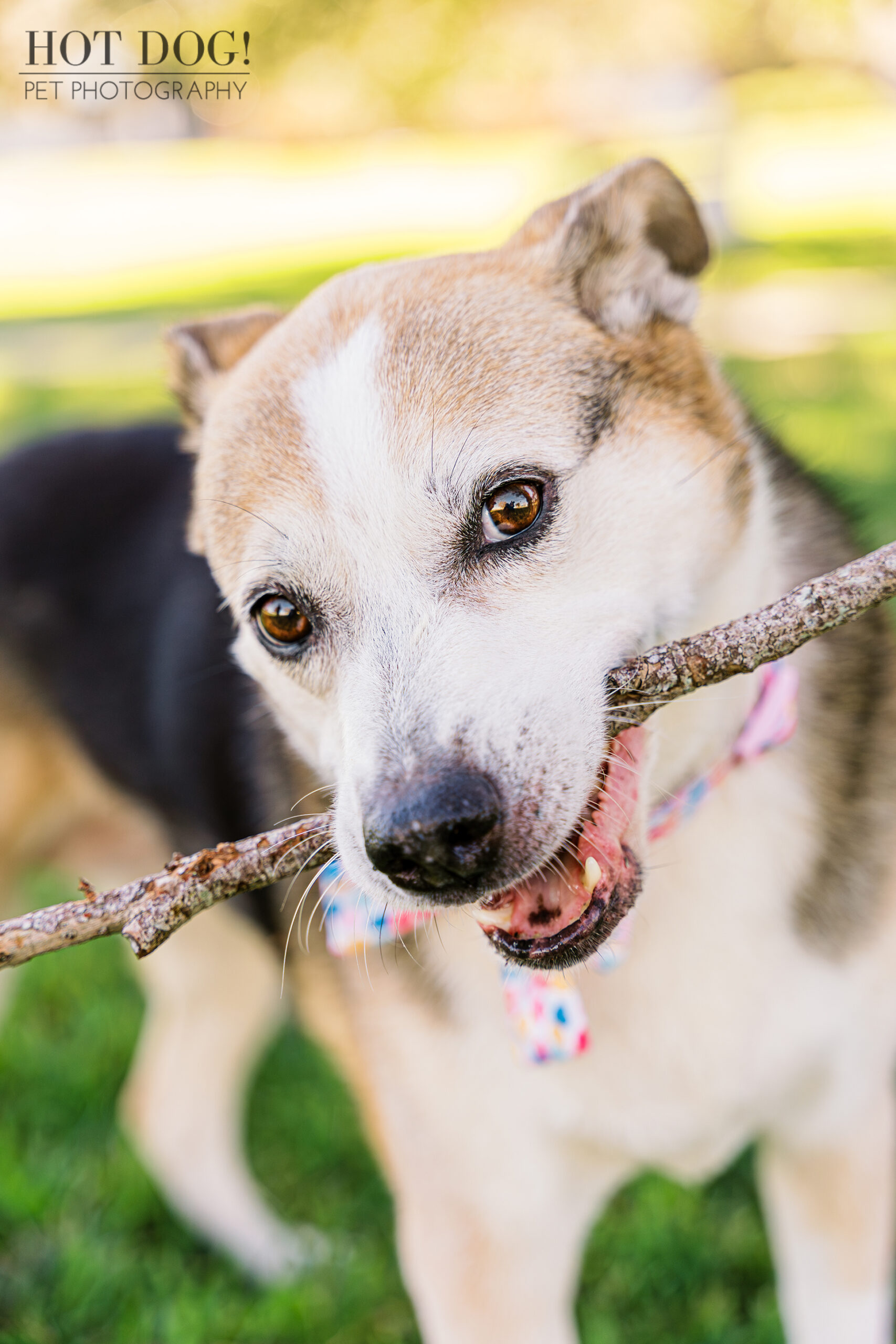 Puppy Dog Eyes: Zoe melts hearts with her soulful gaze in this close-up portrait captured in Newton Park. (Photo by Hot Dog! Pet Photography)