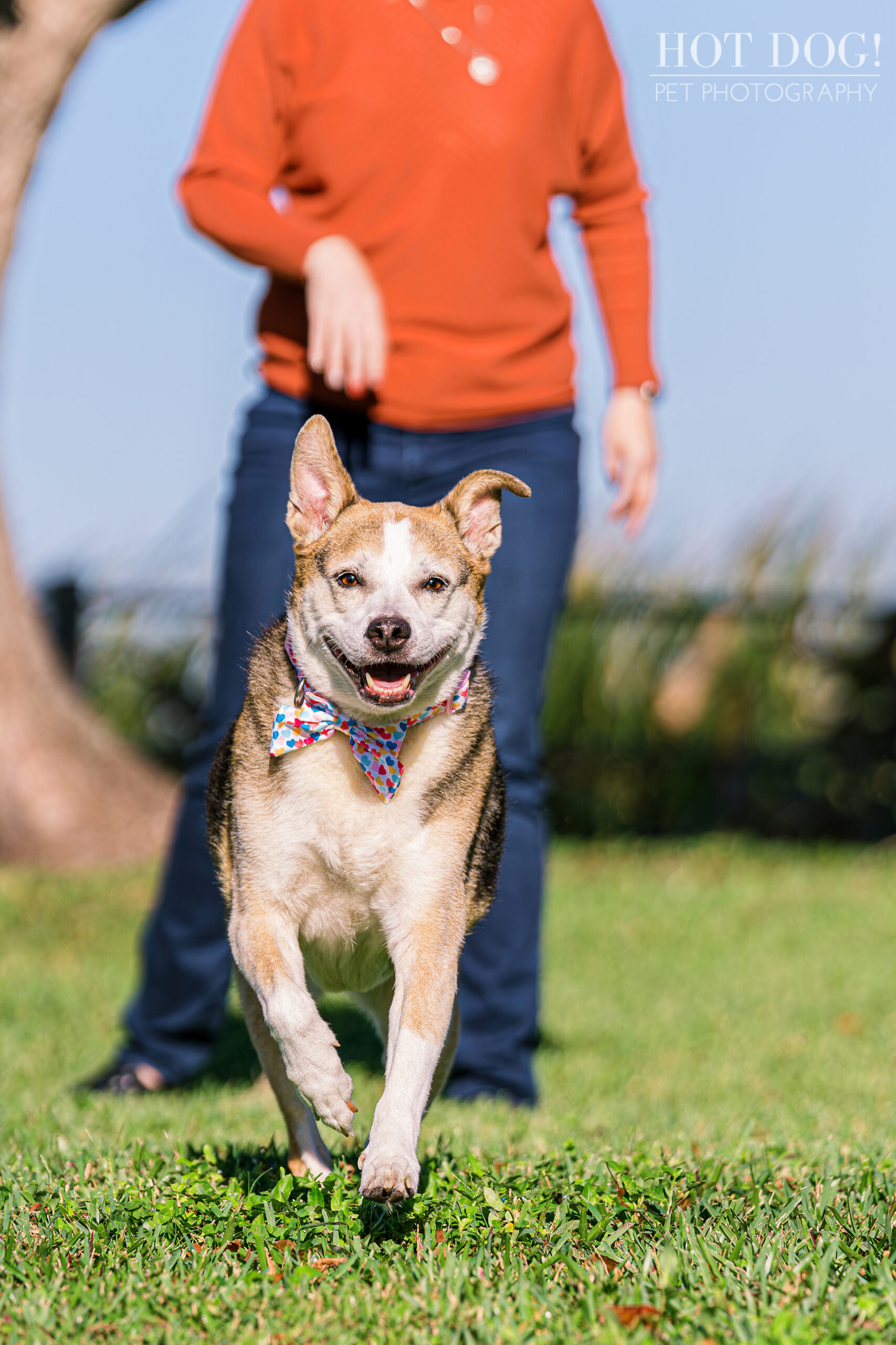 Fetch in the Park: Zoe chases after her favorite toy amidst the towering trees of Newton Park, her focus unwavering. (Photo by Hot Dog! Pet Photography)