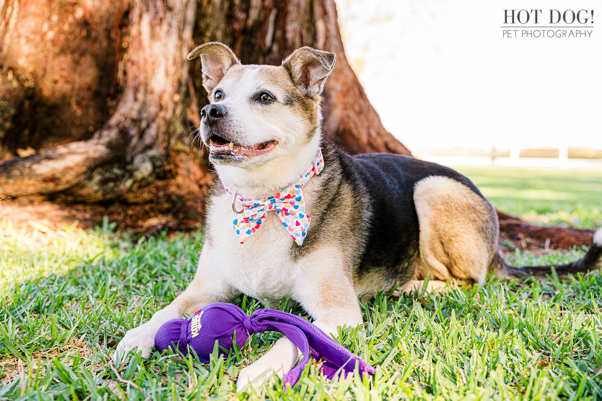 Senior rescue dog Zoe having her portrait taken with her favorite toy by Hot Dog! Pet Photography.